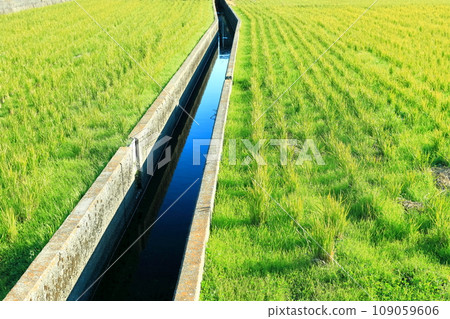 Water canal and rice field Water canal and rice field 109059606