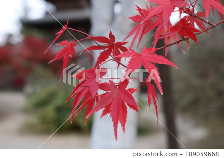 Momiji on crimson foliage season 109059668