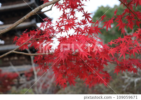 Momiji in shrine or temple 109059671