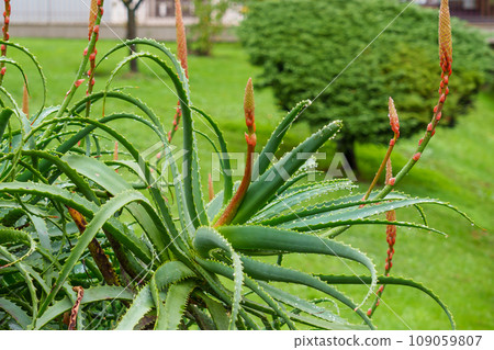 Beautiful red flower bud of Aloe arborescens flowering succulent plant in bloom in garden 109059807