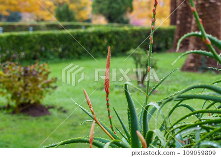 Aloe arborescens red flower with succulent leaf in botanical garden close up 109059809