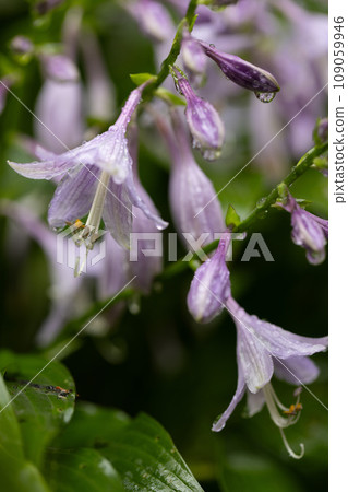 Purple bell flowers with raindrops closeup. Flowers after rain. Purple bell flowers with raindrops closeup. Flowers after rain. 109059946