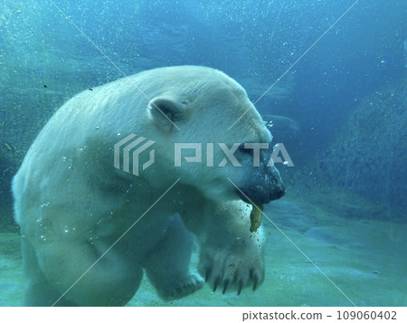 polar bear swimming underwater polar bear swimming underwater 109060402