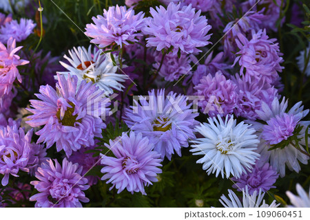 Light pink aster flowers in the summer garden. Beautiful bouquets of flowers. 109060451