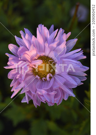 A large pink aster flower on a green background. A large pink aster flower on a green background. 109060452