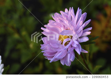 A large pink aster flower on a green background. A large pink aster flower on a green background. 109060453