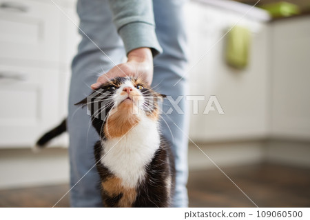 Hand of man stroking tabby cat at home. Hand of man stroking tabby cat at home. 109060500