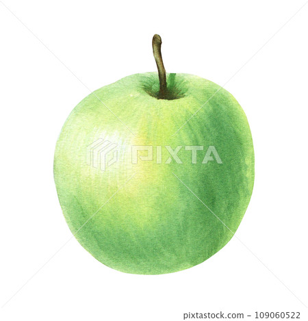 Green whole apple. Hand drawn botanical watercolor illustration isolated on white background. For clip art, cards, menu 109060522