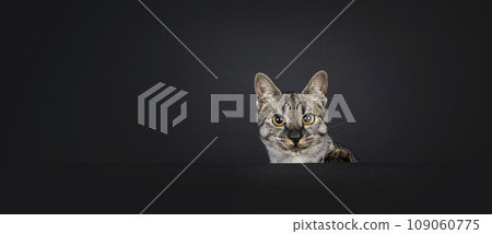 F4 Savannah cat on black background 109060775