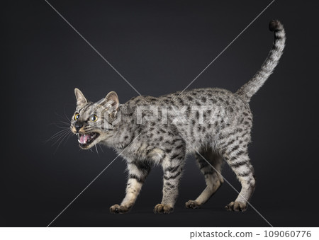 F4 Savannah cat on black background F4 Savannah cat on black background 109060776