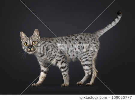 F4 Savannah cat on black background 109060777