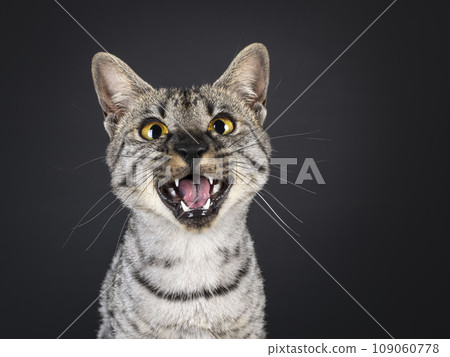 F4 Savannah cat on black background 109060778