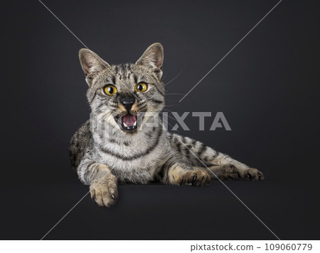 F4 Savannah cat on black background F4 Savannah cat on black background 109060779