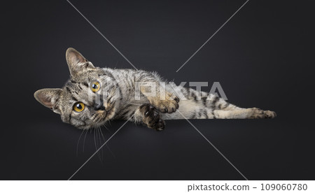 F4 Savannah cat on black background 109060780
