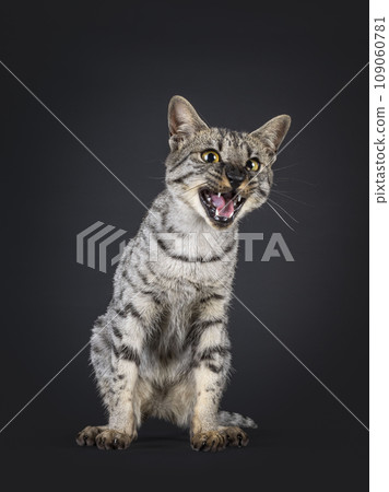 F4 Savannah cat on black background 109060781
