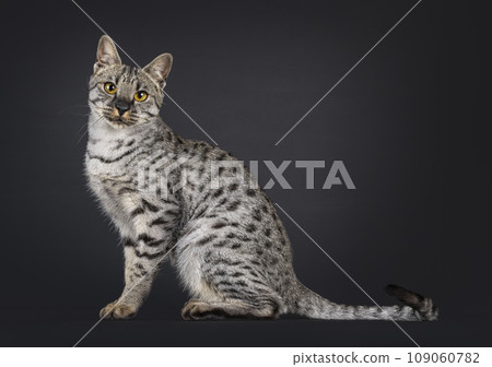 F4 Savannah cat on black background 109060782