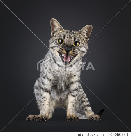 F4 Savannah cat on black background 109060783