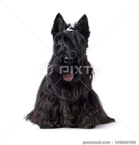 Scottish Terrier dog on white background Scottish Terrier dog on white background 109060789