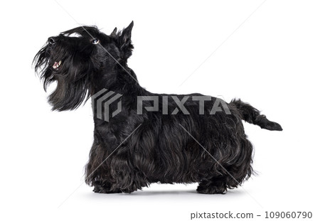Scottish Terrier dog on white background Scottish Terrier dog on white background 109060790