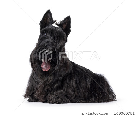 Scottish Terrier dog on white background Scottish Terrier dog on white background 109060791
