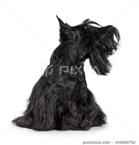 Scottish Terrier dog on white background 109060792