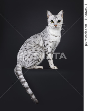 Silver Savannah F5 on black background 109060801