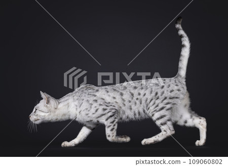 Silver Savannah F5 on black background 109060802