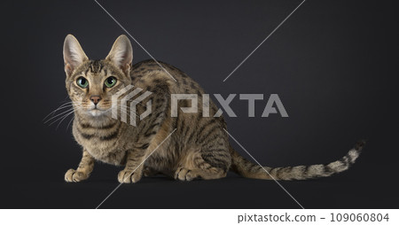 F4 Savannah on black background F4 Savannah on black background 109060804