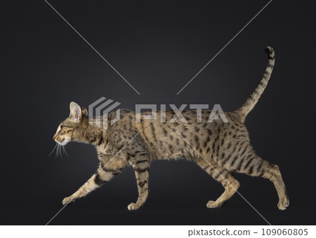 F4 Savannah on black background 109060805