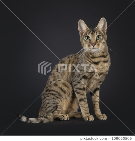 F4 Savannah on black background 109060806