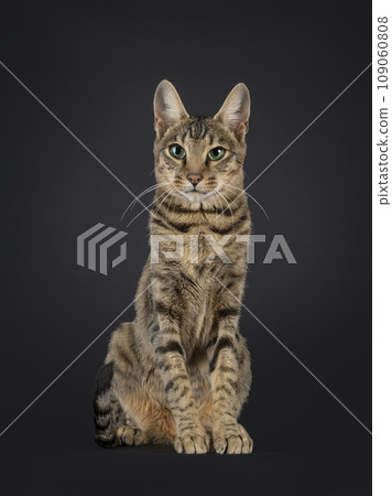 F4 Savannah on black background 109060808