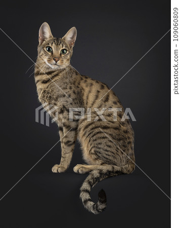 F4 Savannah on black background 109060809