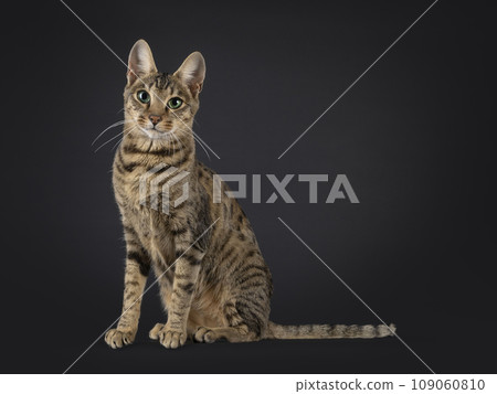 F4 Savannah on black background 109060810