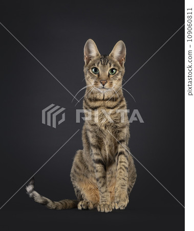 F4 Savannah on black background 109060811