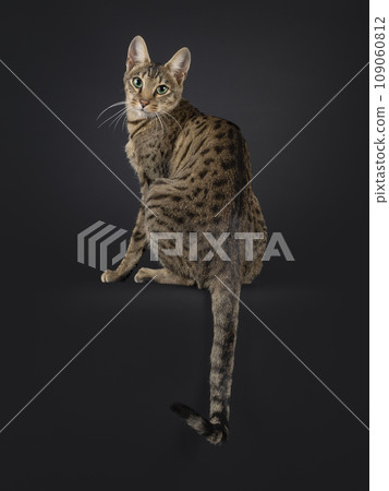 F4 Savannah on black background 109060812