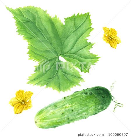 Green vegetable cucumber with leaf and flowers. Hand drawn watercolor illustration isolated on white. For clip art, menu, package, label Green vegetable cucumber with leaf and flowers. Hand drawn watercolor illustration isolated on white. For clip art, menu, package, label 109060897