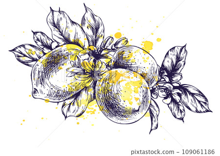 Lemons juicy, ripe with leaves on the branches with flowers, whole. Graphic botanical illustration hand drawn in blue ink. Isolated object EPS vector. 109061186