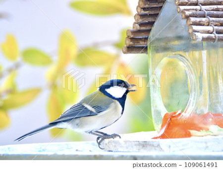 Late autumn garden and wild birds. 109061491