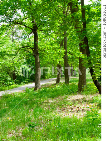 Deciduous forest, green grass and pathway. Vertical photo. Deciduous forest, green grass and pathway. Vertical photo. 109061611