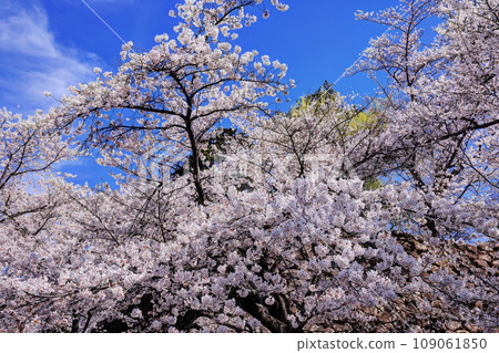 在Komoro城堡的櫻花 109061850