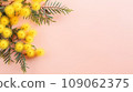 Yellow mimosa flowers on pink background with space for text 109062375