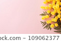 Yellow mimosa flowers on pink background with space for text 109062377
