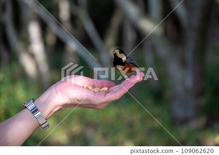 在日本兵庫縣赤穗市的大高台山餵可愛的鸚鵡山雀 109062620