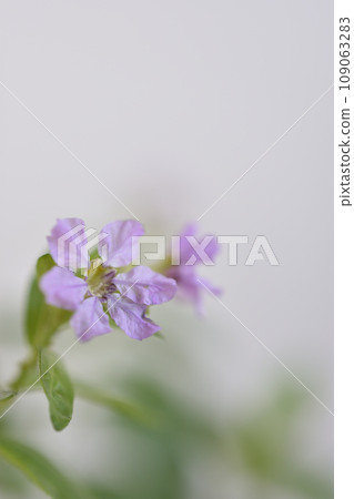 萼距花 萼距花 109063283