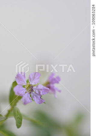 萼距花 萼距花 109063284