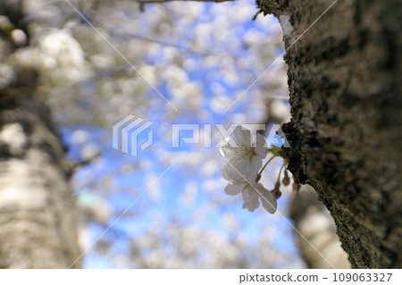 Cherry blossoms shining against the blue sky 109063327