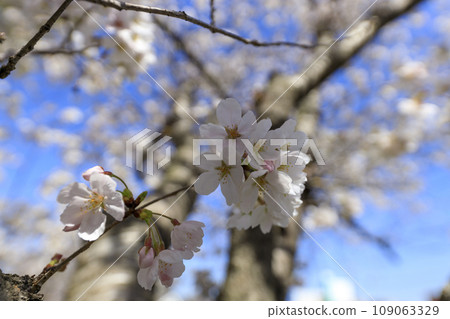 Cherry blossoms shining against the blue sky 109063329