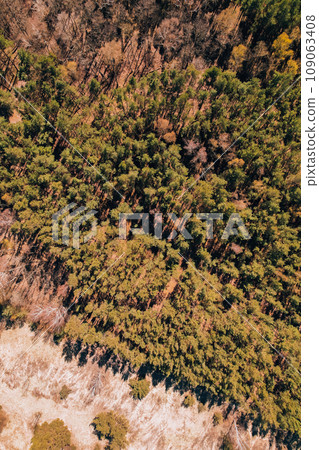 Aerial view of forest tree tops top view. Drone shot over spruce conifer treetops in summer spring autumn trees, nature background landscape Birds eye view in morning bright sunlight Aerial view of forest tree tops top view. Drone shot over spruce conifer treetops in summer spring autumn trees, nature background landscape Birds eye view in morning bright sunlight 109063408
