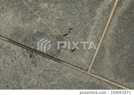 Bat damage 109063871