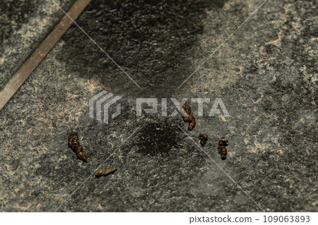 Bat damage 109063893